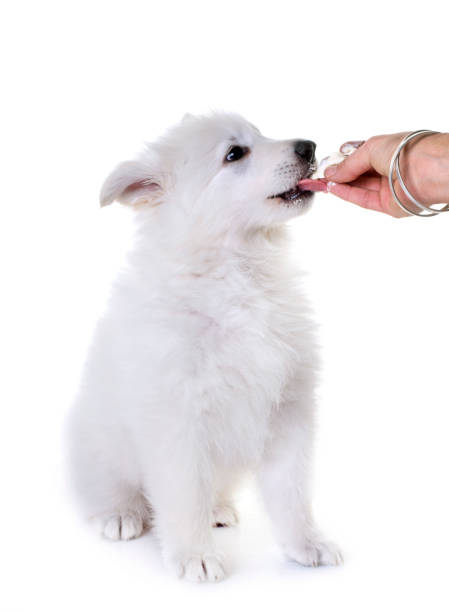 istock puppy White Swiss Shepherd Dog 896939454