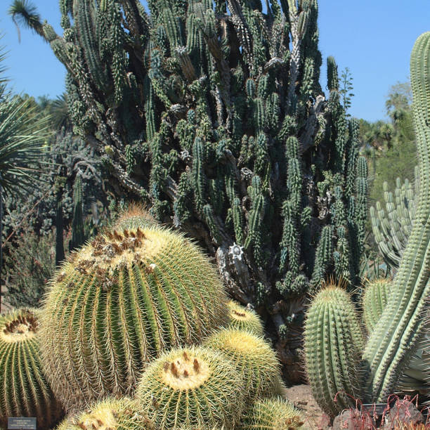 jardins de cactus - grusonii photos et images de collection