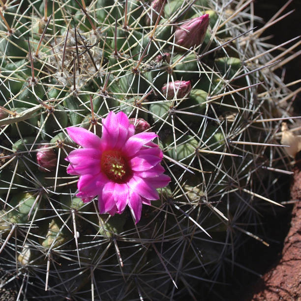 istock Mammillaria with pink flower 896940084