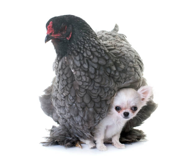 istock brahma chicken and puppy chihuahua 896940128