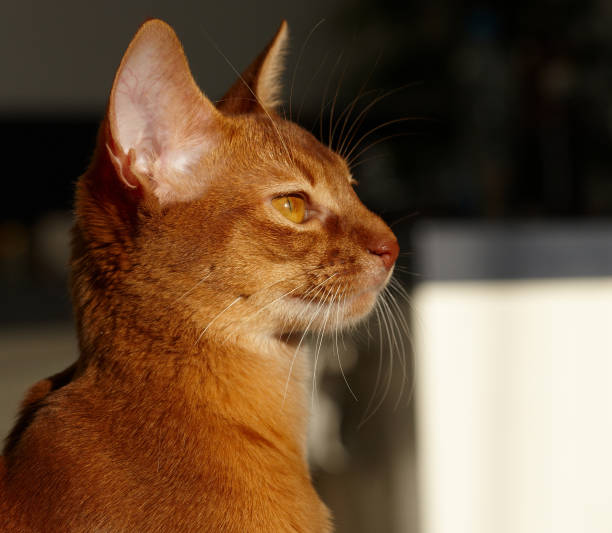 istock Cute red cat posing adorable animal 896952898