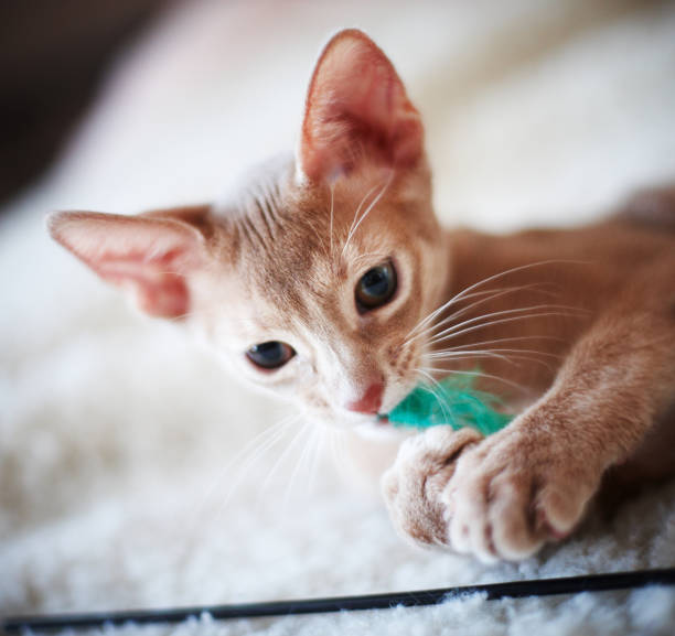 istock cute red cat .what a adorable animal 896955002