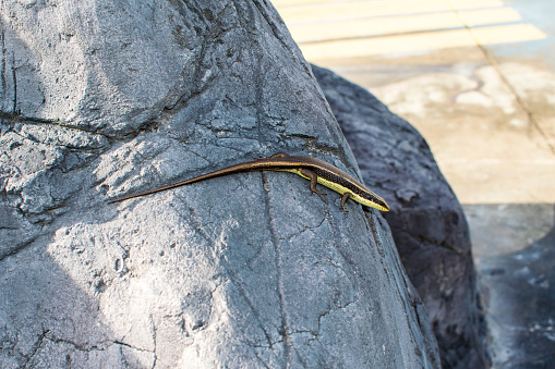 Reptiles sunbathe on the rocks.