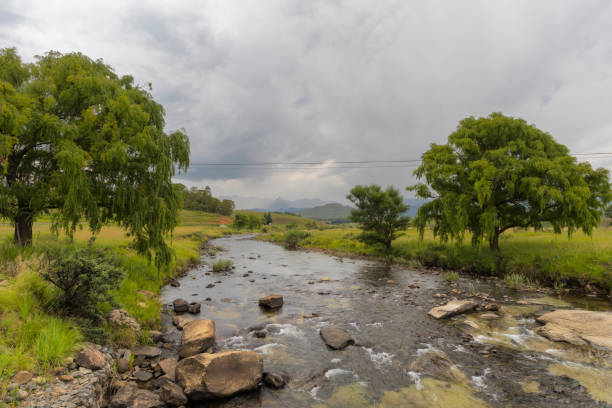 Willow trees on the bank of the river South Africa