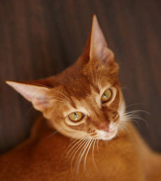 istock cute red cat . Adorable animal 896962226