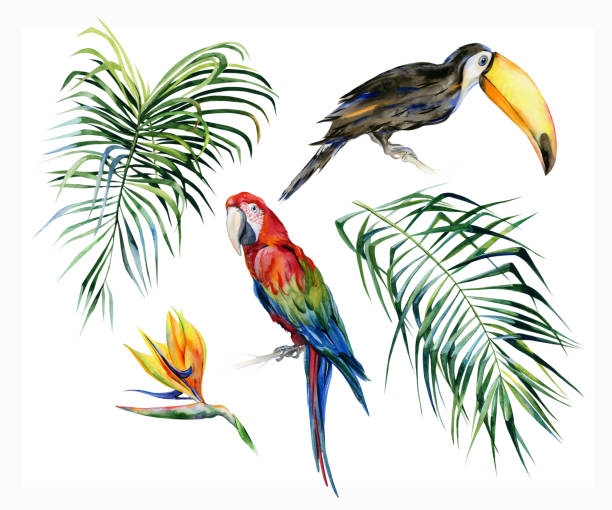 ภาพประกอบสต็อกที่เกี่ยวกับ “ภาพประกอบสีน้ําของใบไม้เขตร้อนป่าทึบ นกทูแคนและนกแก้วมาคอว์สีแดงเข้ม ดอกไม้ strelitzia reginae - scarlet macaw”