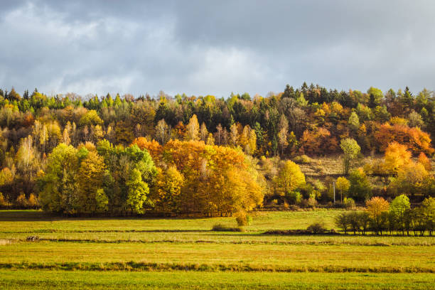istock Autumn forest at Poland 896962816
