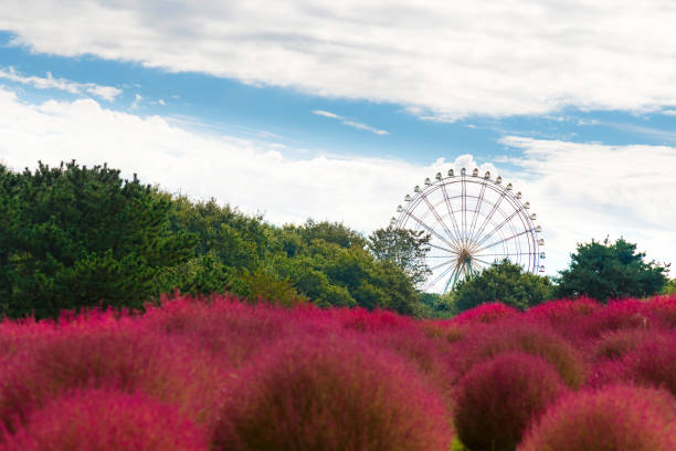 Ferris wheel in Hitachi Seaside Park. beautiful kochia plant and green pines in autumn season with blue sky at Ibaraki, Japan. selective focus. Ferris wheel in Hitachi Seaside Park. beautiful kochia plant and green pines in autumn season with blue sky at Ibaraki, Japan. selective focus. ibaraki prefecture stock pictures, royalty-free photos & images