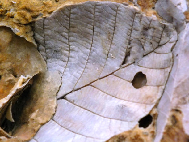 istock The leaf fossil 896970564