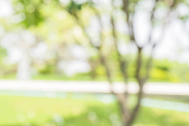 istock Blurred nature background / green and white background from tree in sun light. 896975462