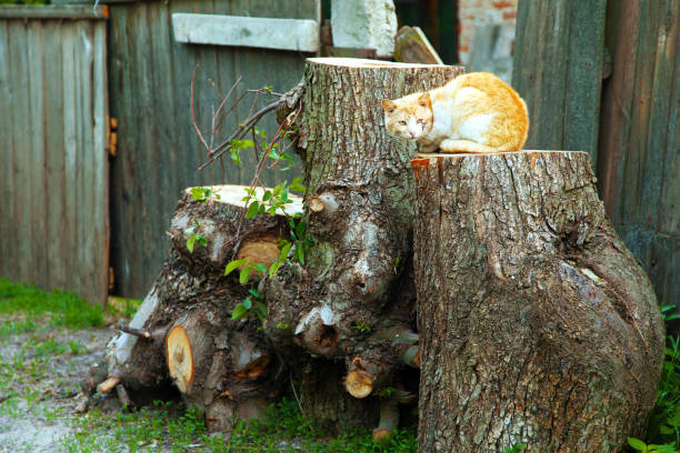 Pets, street cats
