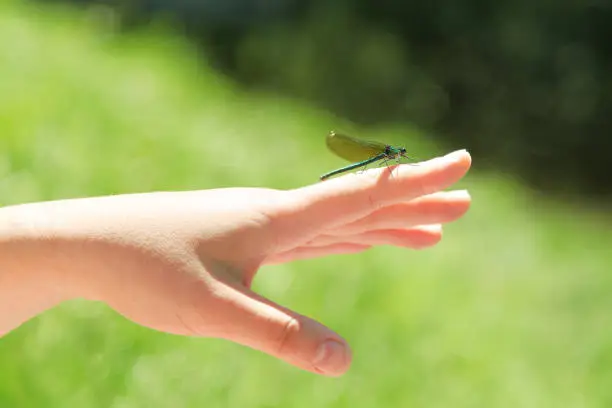 Photo of Dragonfly sitting on a woman's hand