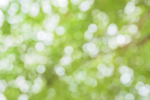 istock green bokeh / bokeh from tree / blurred tree / Blurred nature background / green and white background from tree in sun light. 896983998