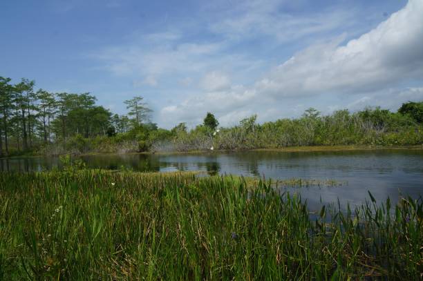 istock wild swamp flowers and plants 896984108