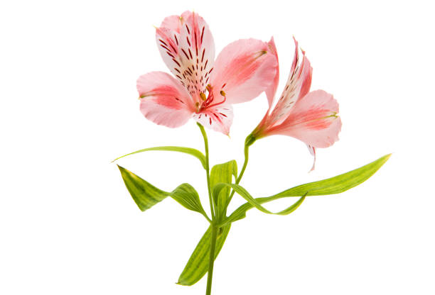 istock Alstroemeria flowers isolated 896992570