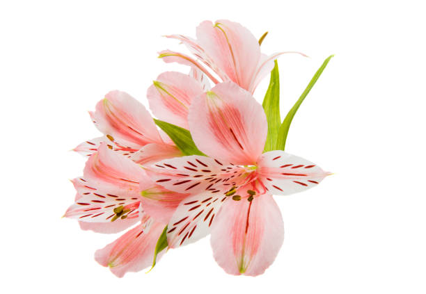 istock Alstroemeria flowers isolated 896992674