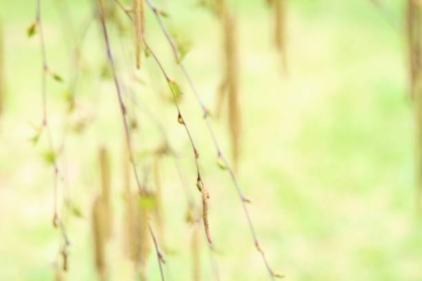 istock Defocused natural background of  birch  catkins 896997204