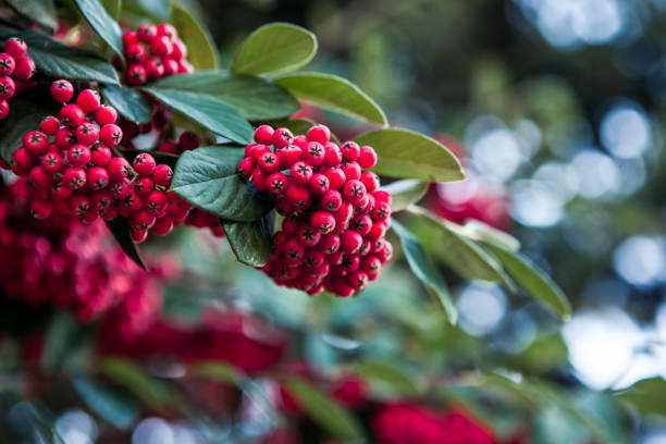 europejskie liście ostrokrzewu i owoce - llex - berry fruit pink vibrant color leaf zdjęcia i obrazy z banku zdjęć