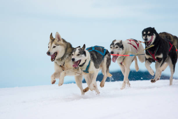 istock Siberian Huskies in a sleddog race 897005380