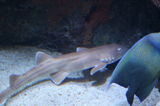 istock Salt water fish stock photos 897012440