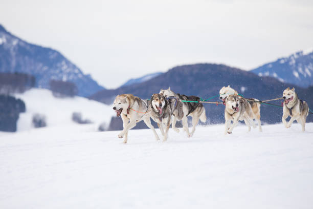 istock Siberian Huskies in a sleddog race 897017034