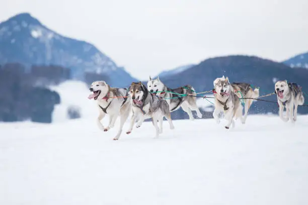 Siberian Huskies racing together on cold snow in a sled dog race.