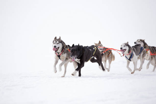 istock Siberian Huskies in a sleddog race 897017308