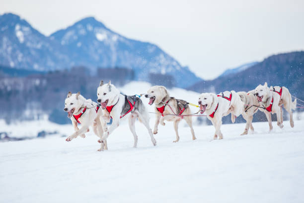 시베리아 허스키 sleddog 경주에서 - snow winter mountain horizon over land 뉴스 사진 이미지