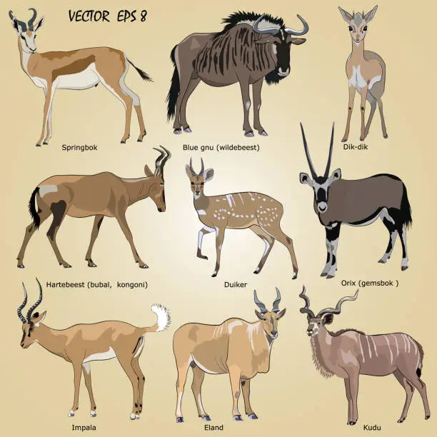 Vector illustration of a set of realistic African antelope - oryx, eland, hartebeest, dik-dik, impala, springbok, wildebeest, duiker, kudu, blue gnu