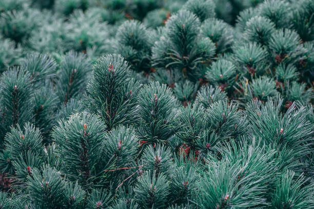 istock The decorative Mops pine in a garden 897020102
