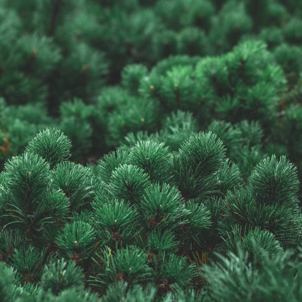 istock The decorative Mops pine in a garden 897020446