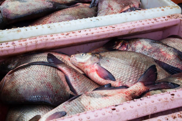 istock a bunch of frozen fish, bream, roach 897020940