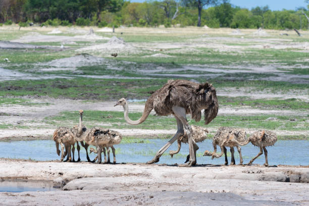 mother ostrich with young at a pond in hwange national park, zimbabwe - hwange national park imagens e fotografias de stock