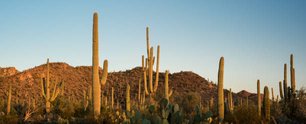 istock Saguaro National Park Desert Sunrise Panorama 897026274