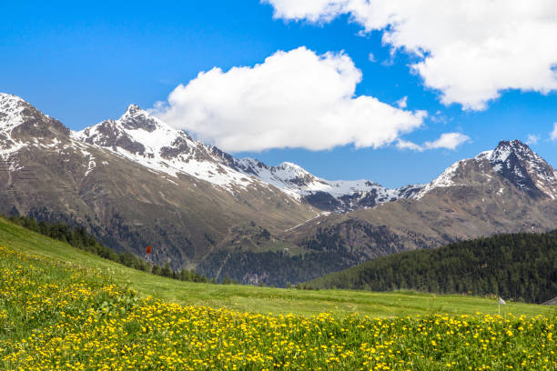 istock Field of spring dandelions 897026692