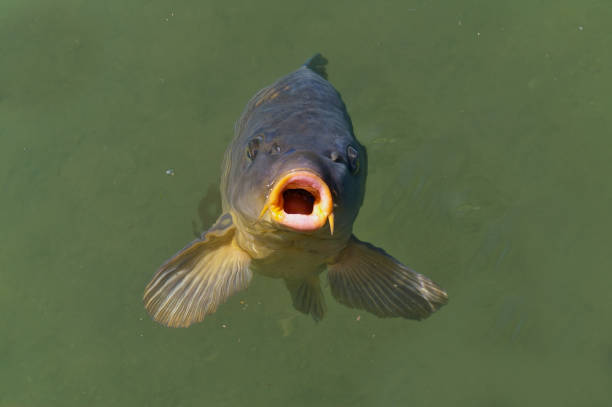 Common carp breaking the surface waiting to be fed stock photo