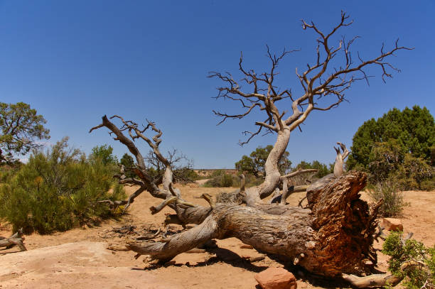 Fallen tree in the desert, Arches National Park, Utah, USA