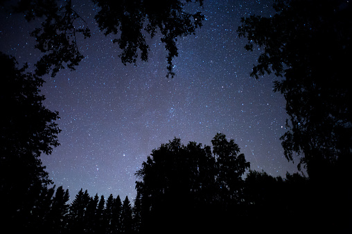 Stars above boreal forest