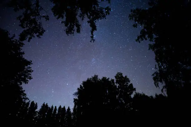 Photo of Stars above boreal forest