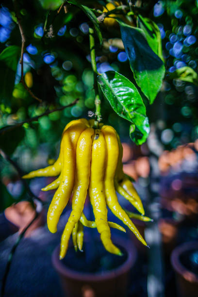 Yellow Organic Buddhas Hand Citrus Fruit with Fingers from Sicily