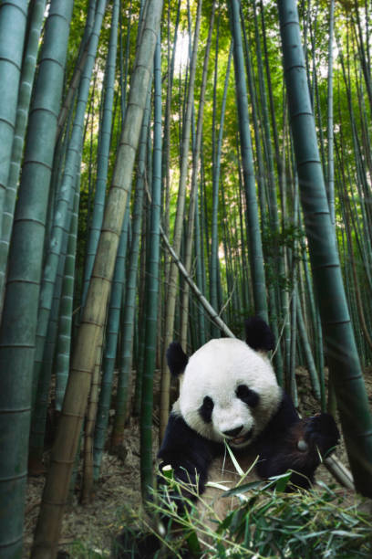 竹林にパンダ - panda giant panda china eating ストックフォトと画像