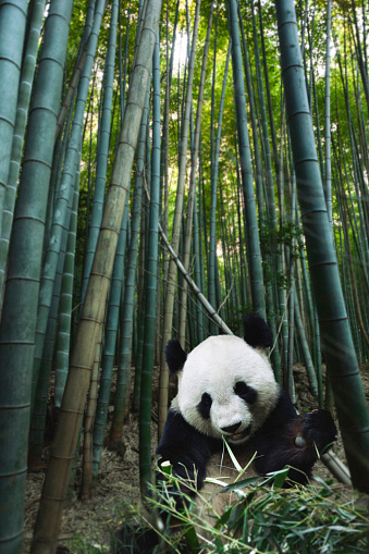 Giant panda in a bamboo forest.
