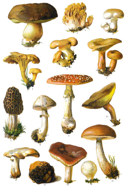 illustrazioni stock, clip art, cartoni animati e icone di tendenza di fungo - morel mushroom