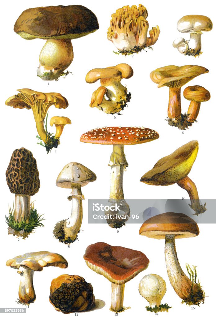 mushroom Antique illustration of a Medicinal and Herbal Plants.  Mushroom stock illustration