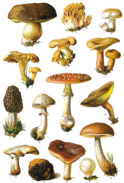 mushroom Antique illustration of a Medicinal and Herbal Plants.  amanita phalloides stock illustrations