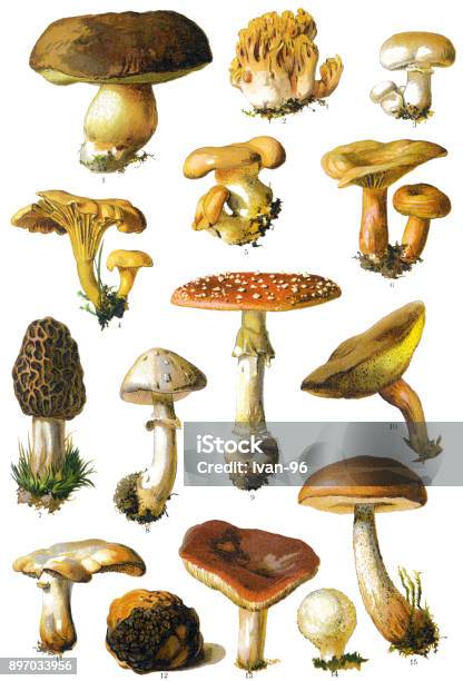 Mushroom Stock Illustration - Download Image Now - Mushroom, Illustration, Botany