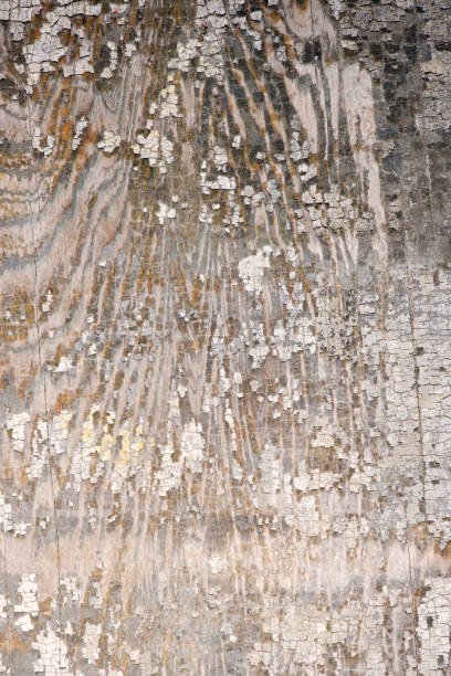 istock Timber wood wall barn plank texture, vintage background 897039350