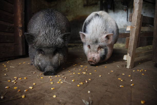 twee jonge vietnamese varkens eten maïs - hangbuikzwijn stockfoto's en -beelden
