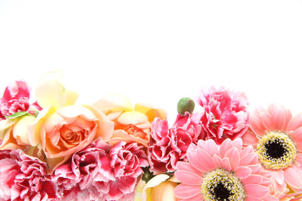 istock various kind of flowers in a white background 897043222