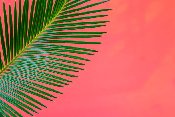 istock Tropical Background Palm Trees Branches. Holiday. Travel. Copy space. 897050458